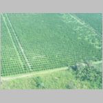 009 Orange Groves Near Dangriga.JPG